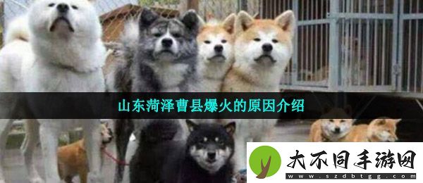 曹县为什么火了