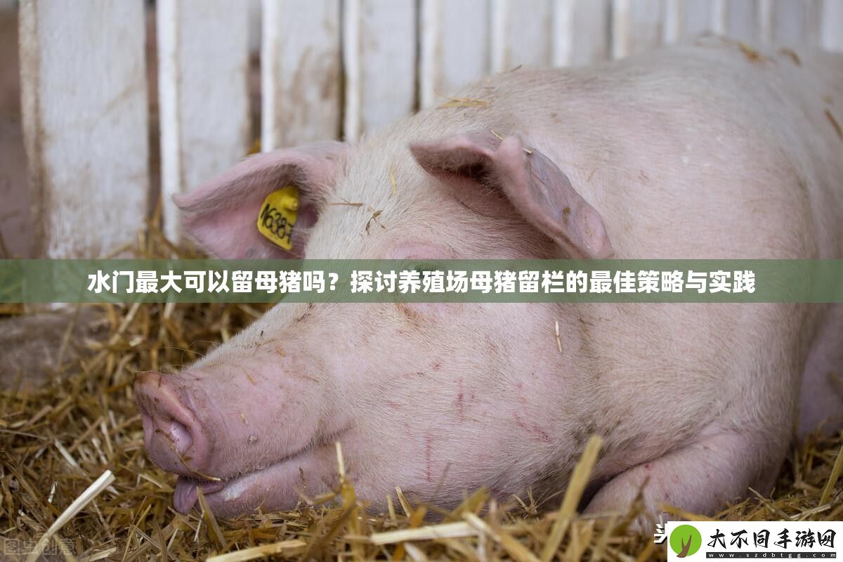 水门最大可以留母猪吗