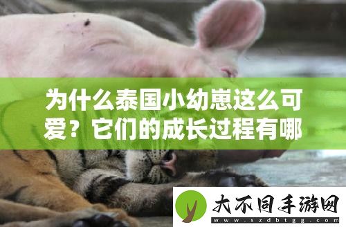 为什么泰国小幼崽这么可爱