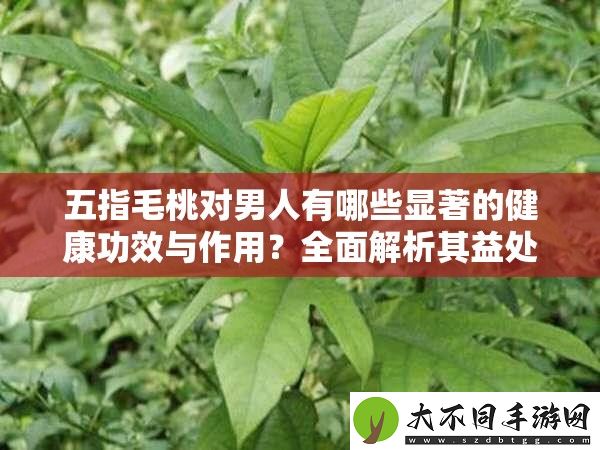 五指毛桃对男人有哪些显著的健康功效与作用
