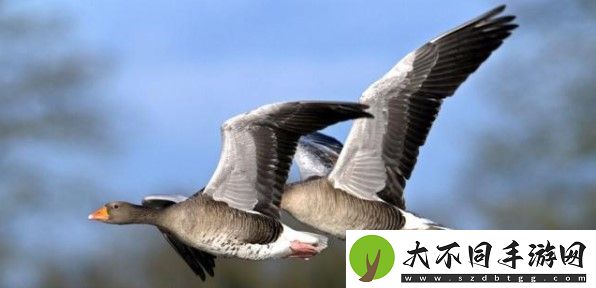 支付宝我国古代曾以哪种鸟类作为婚娶时的聘礼