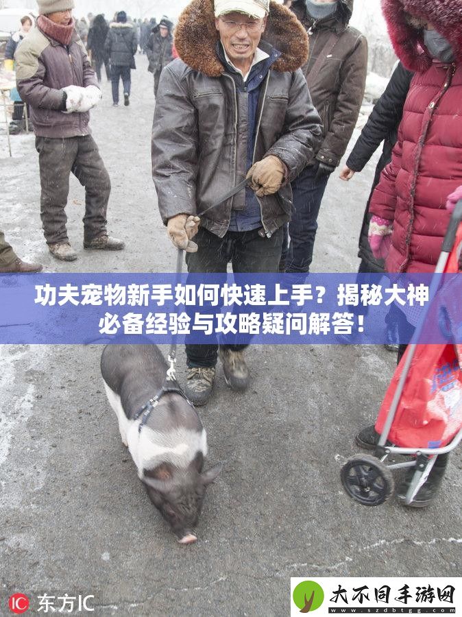 功夫宠物新手如何快速上手