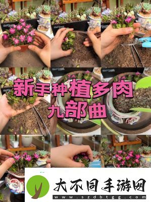 皇家共享小公主多肉怎么养