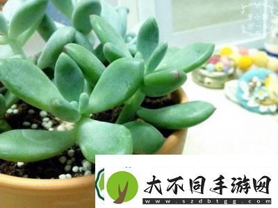 皇家共享小公主多肉怎么养
