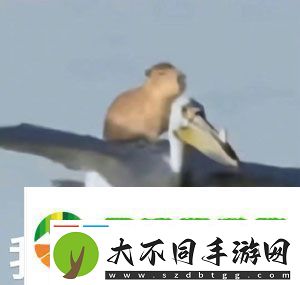 抖音水豚精神症状是什么梗