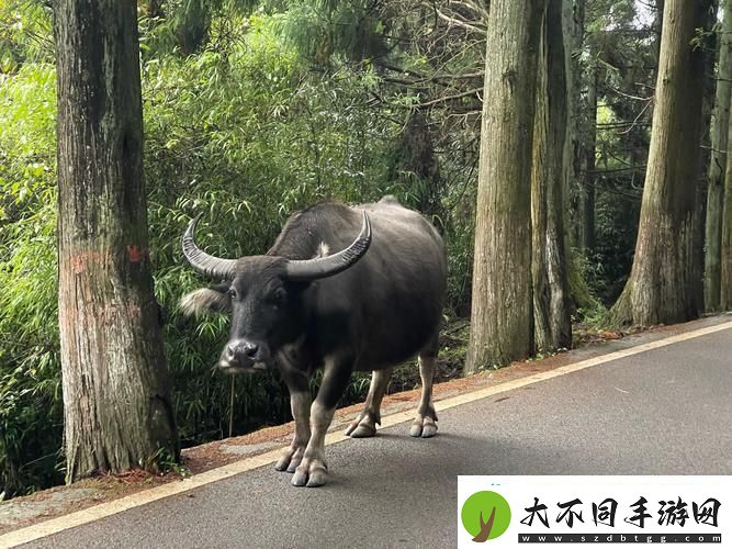 牛**年轮长在什么地方
