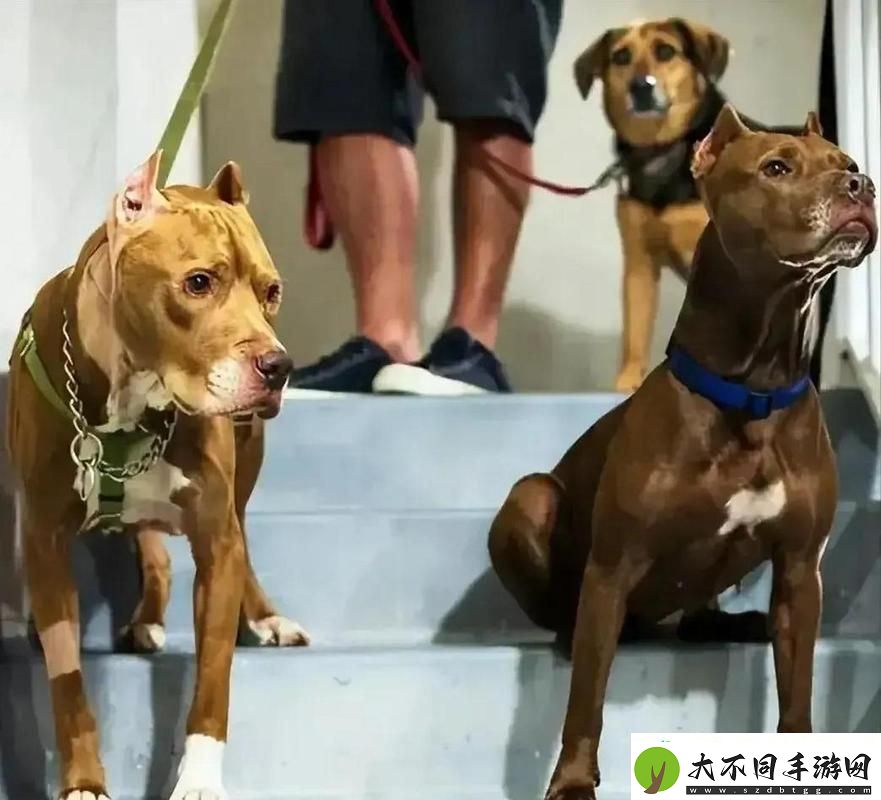 人狗大战5高清正版免费
