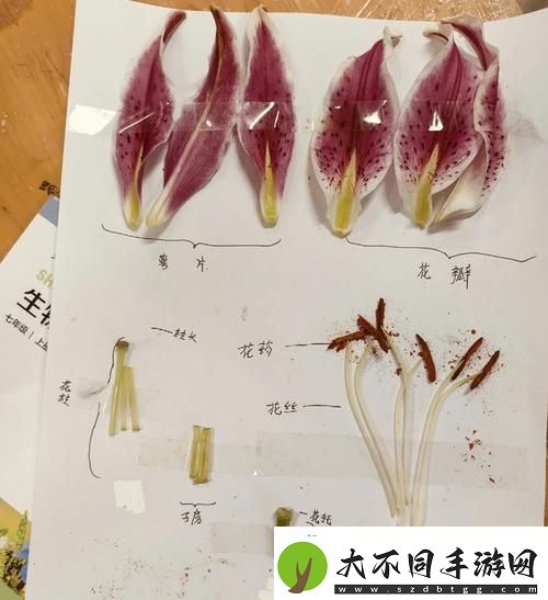 幼枝嫩蕊
